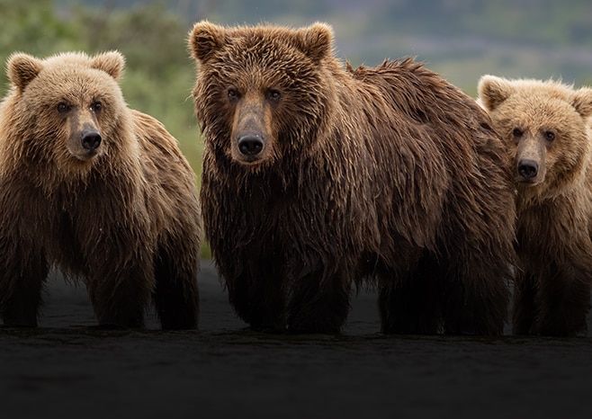 AI for Bears